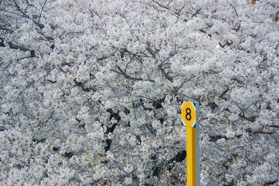 Spring blossom growth 8